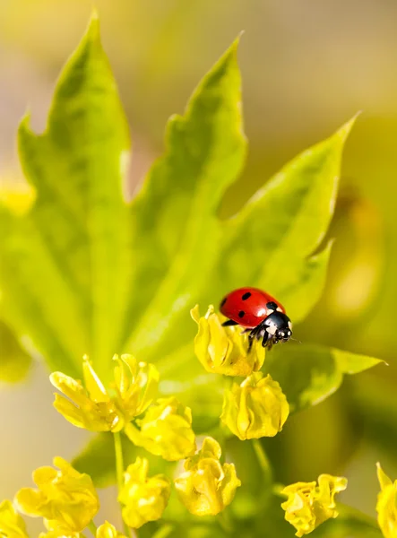 Coccinella su fiori di tiglio — Foto Stock