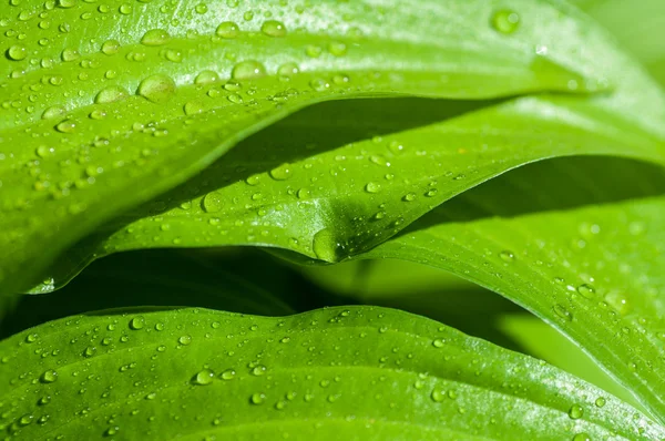 Fond des gouttes d'eau sur une feuille verte — Photo