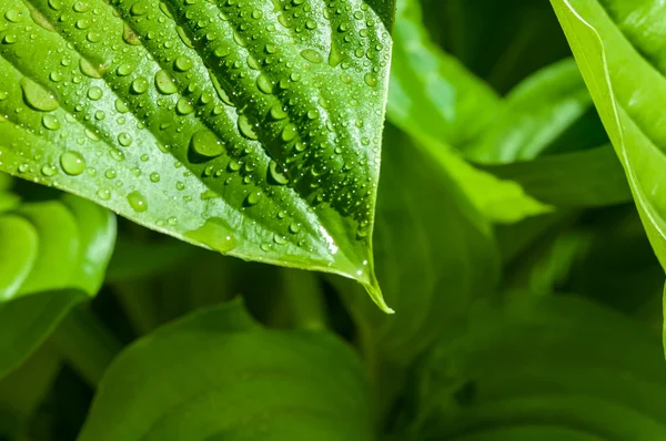 Fond des gouttes d'eau sur une feuille verte — Photo