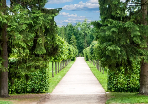 Alley in the Park with exactly topiary trees — Stock Photo, Image