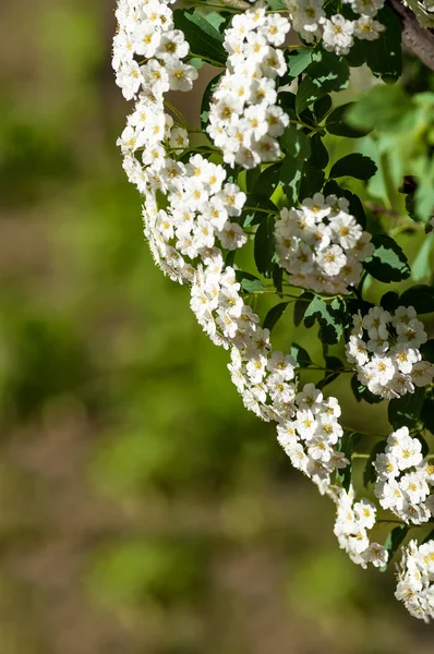 Fond fleurs blanches — Photo