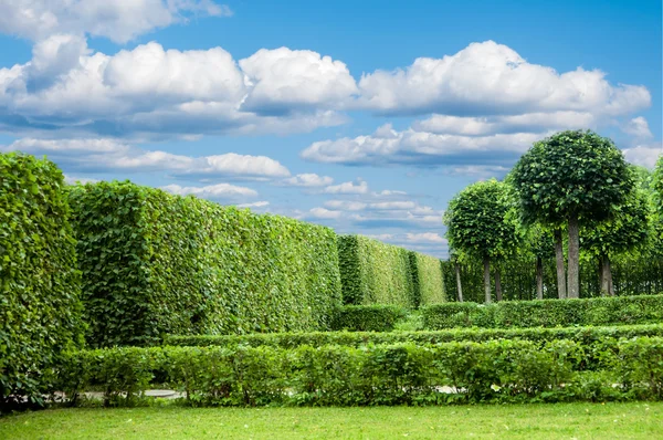 Alley in the Park with exactly topiary trees — Stock Photo, Image