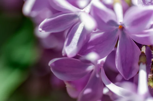 Квітка Бузок — стокове фото