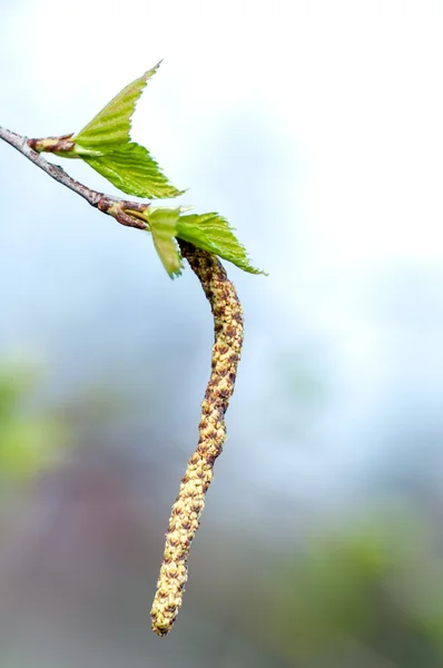 Branch of birch — Stock Photo, Image