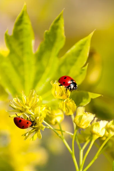 Coccinelle sui fiori — Foto Stock