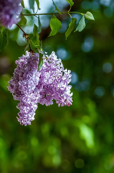 Квітка Бузок — стокове фото