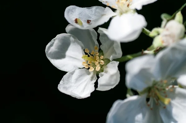 Flower apple — Stock Photo, Image