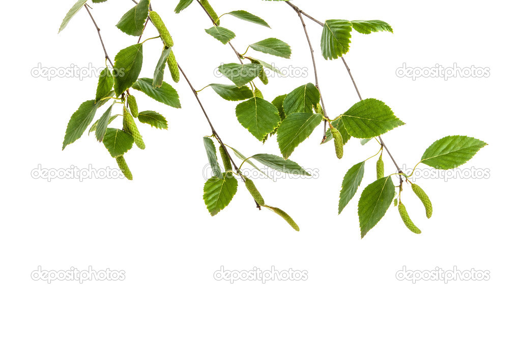 Branch of birch