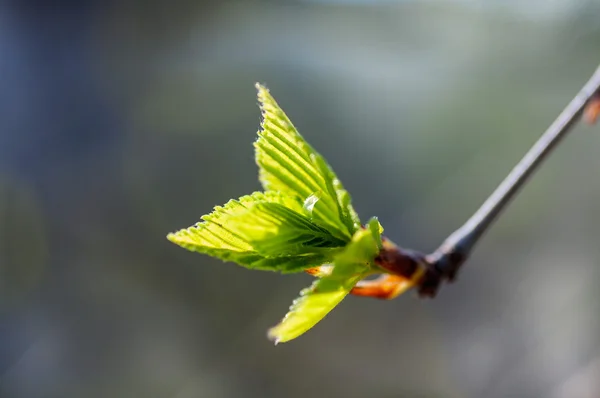 Foglie di betulla giovani — Foto Stock