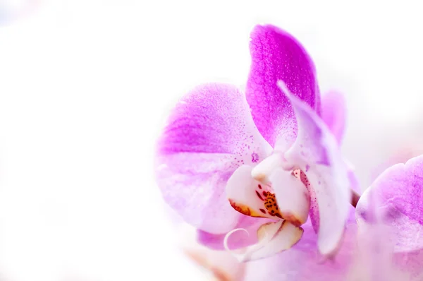 Orchidea giapponese — Foto Stock