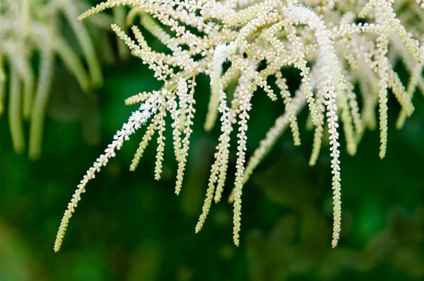 Білий рослини гілок — стокове фото