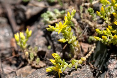 bahar çiçekleri moss