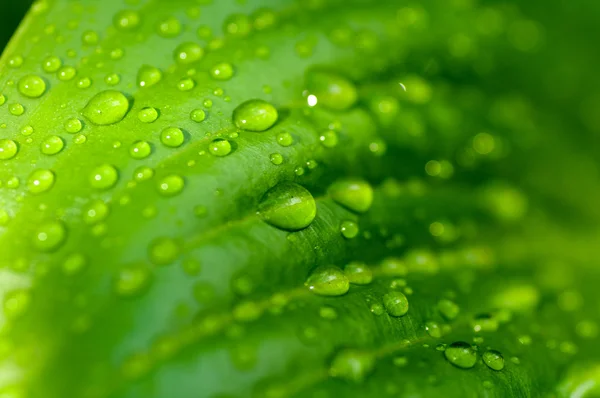 Gotas de agua sobre hoja verde — Foto de Stock