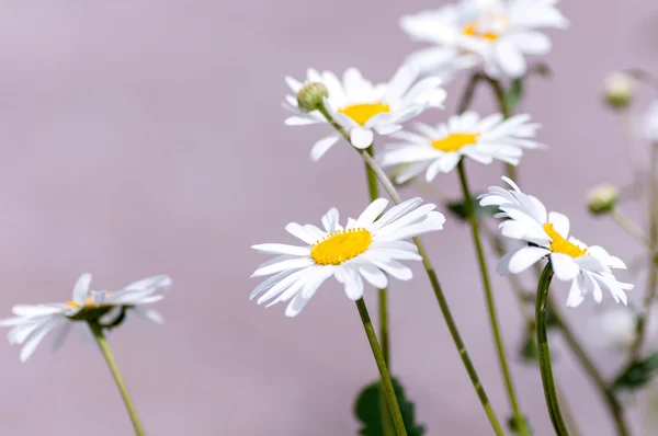 Blomma kamomill — Stockfoto