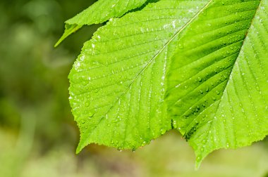 ıhlamur yaprakları