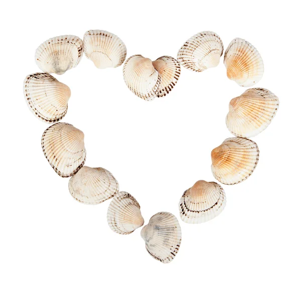 Shells in the form of isolated heart Stock Picture