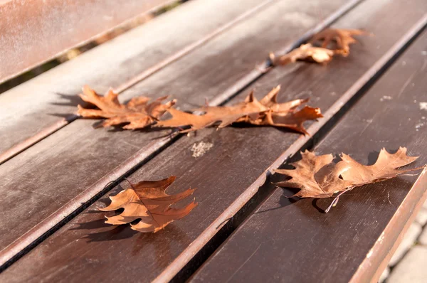 Hojas de otoño — Foto de Stock