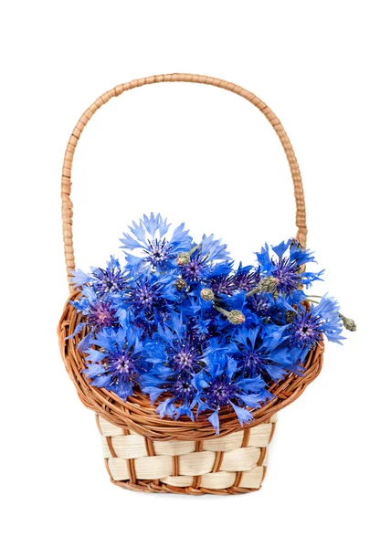 Fleurs bleuet — Photo