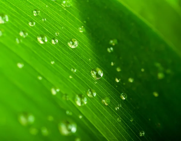 Gouttes d'eau sur une feuille verte — Photo