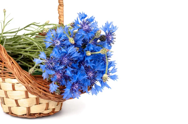 Flowers cornflower — Stock Photo, Image