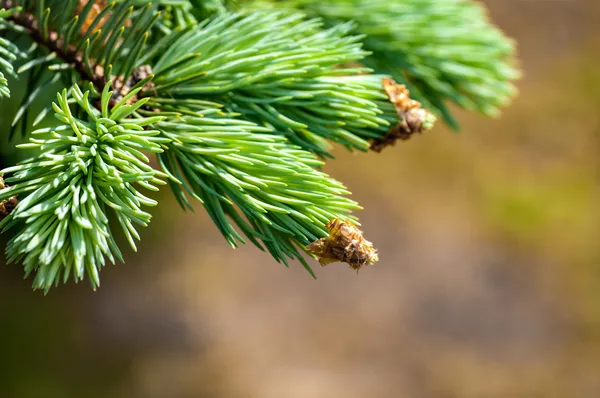 Young fir branch — Stock Photo, Image