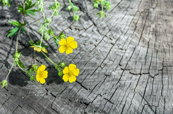 Цветочные травы на старом деревянном фоне — стоковое фото