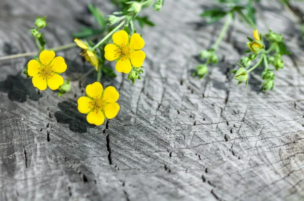 Flower herb on the old wooden background — Stock Photo, Image