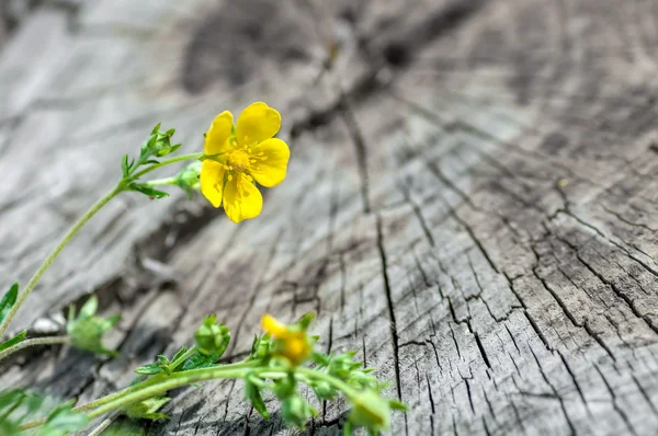 Цветочные травы на старом деревянном фоне — стоковое фото