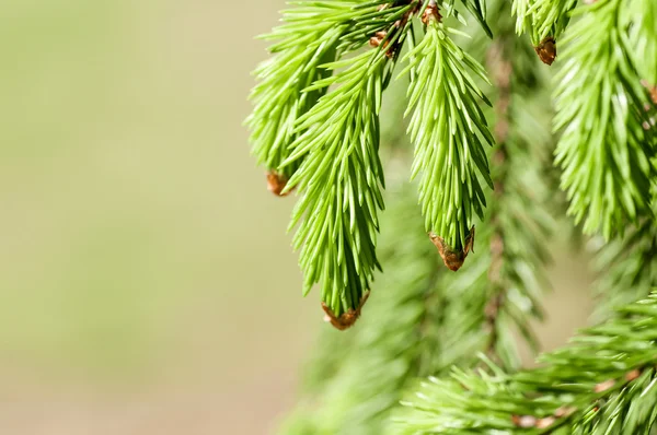 Fir tree branch with young bumps — Stock Photo, Image