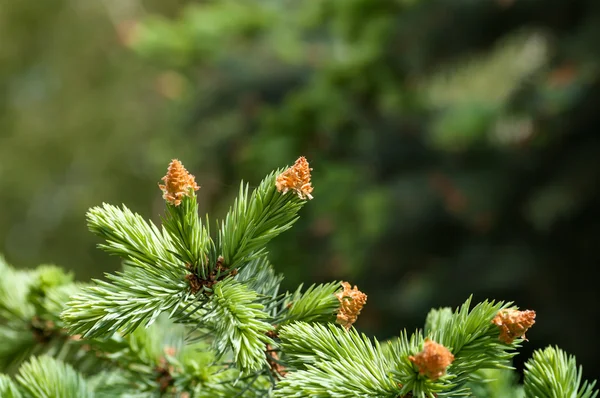 Young fir tree branch — Stock Photo, Image