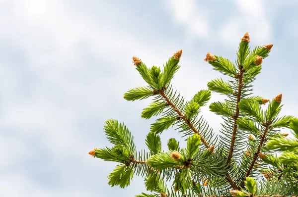 Fir tree branch with young bumps — Stock Photo, Image