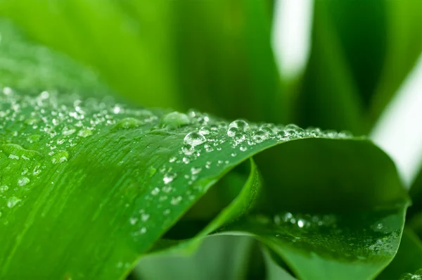 Vanndråper på grønt blad – stockfoto