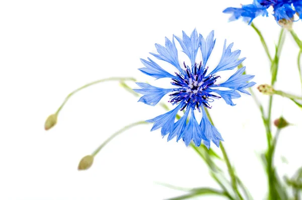 Blåklint blomma närbild — Stockfoto
