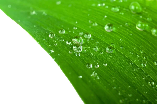 Gouttes d'eau sur feuille verte — Photo