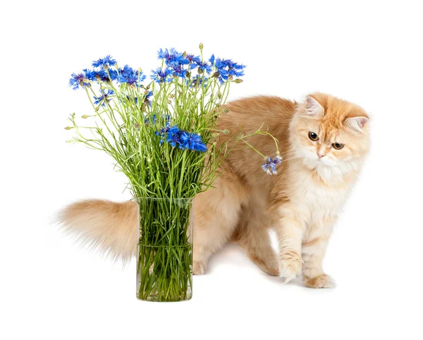 Kitten and cornflowers — Stock Photo, Image