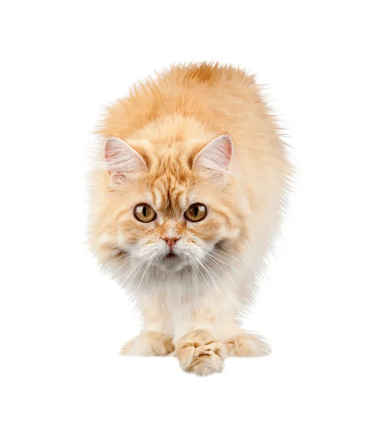 Rode kat zorgvuldig — Stockfoto