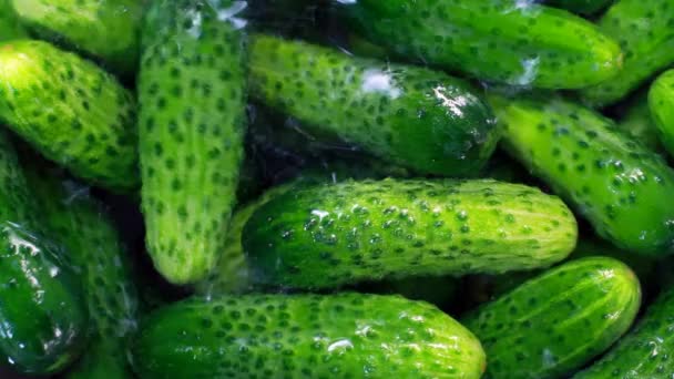 Cucumber Sorting At The Farm — Stock Video