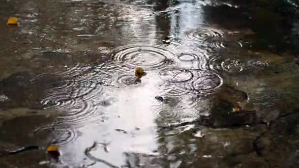 雨が降り — ストック動画