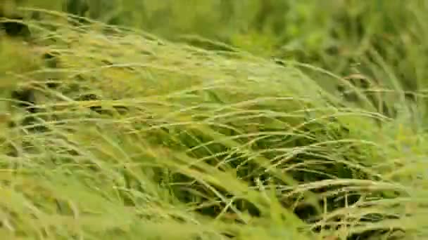 Carex gräs under blåsiga vädret — Stockvideo