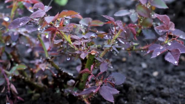 Des gouttes de pluie sur la rose Bush — Video