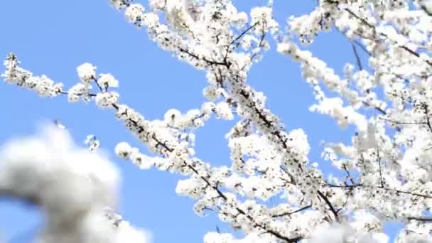 Blooming Plum Tree — Stock Video