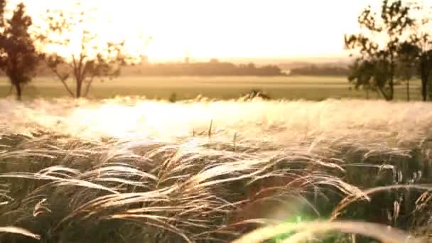 Sommarsolnedgång på fältet — Stockvideo