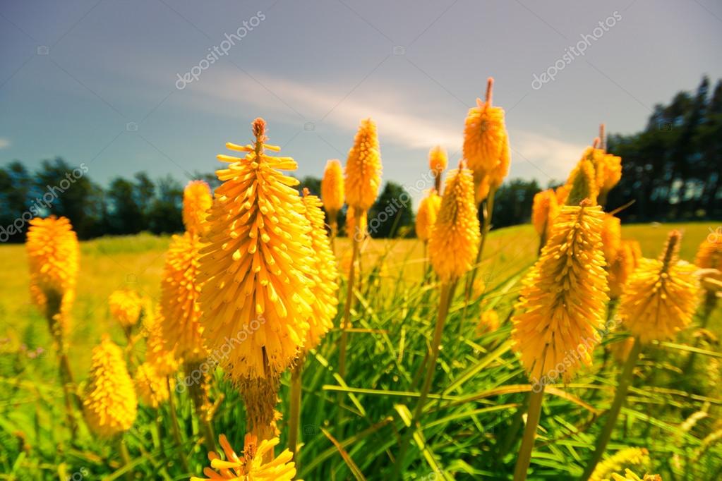 ニュージーランドでルパン三世の花 ストック写真 C Janmika
