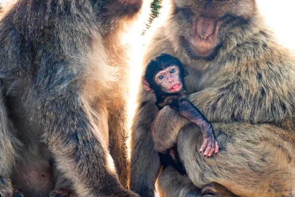 Βαρβαρία macaques — Φωτογραφία Αρχείου