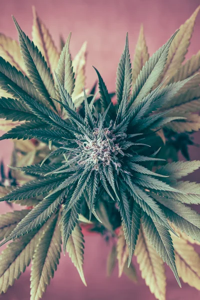 Plante de cannabis en floraison — Photo