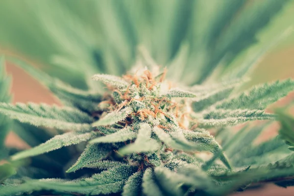 Kannabisz virágzás Stock Fotó