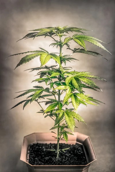 Pianta da cannabis — Foto Stock