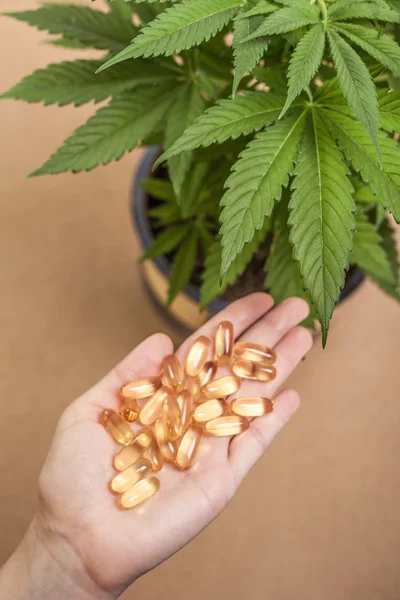 Cannabis and medicine — Stock Photo, Image