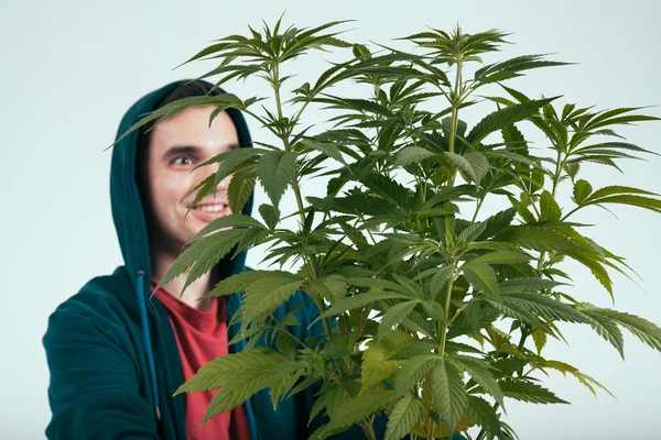 Uomo felice con pianta di cannabis — Foto Stock