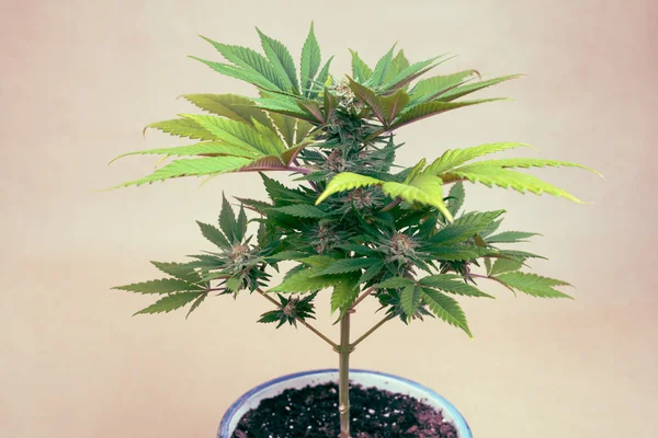 Cannabis plant in pot — Stock Photo, Image